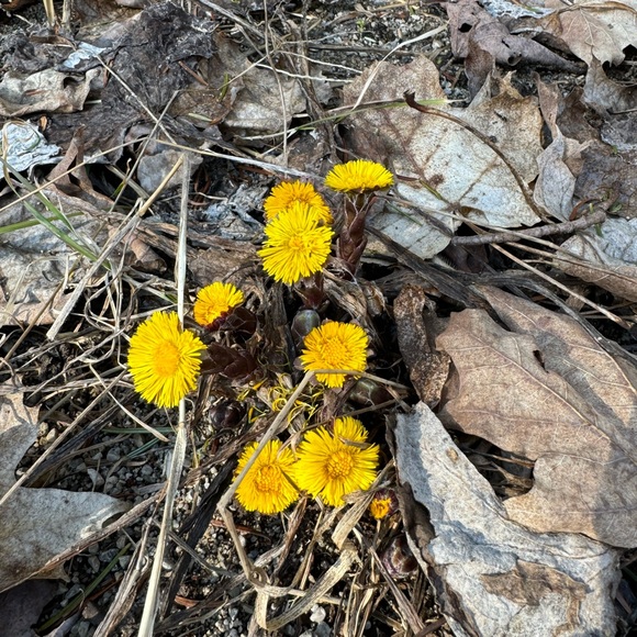 Meet your Posher, Millie - Picture 2 of 2